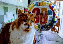 உலகின் மிகவும் வயதான பூனை மரணம் – எத்தனை வயது தெரியுமா?