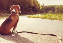 நாய்கள் ஜாக்கிரதை