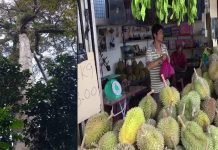 Pokok Durian berusia 120 tahun