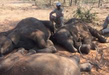 Bukan Kerja Pemburu Haram, Ratusan Gajah Tiba-Tiba Mati Secara Misteri