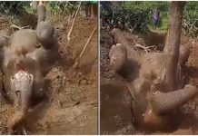 Terperangkap Dalam Lubang, Gajah Berjaya Diselamatkan