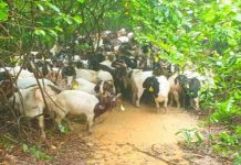 தாய்லாந்திலிருந்து ஆடுகள் கடத்தல்