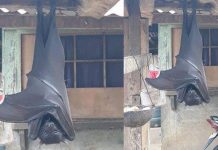 Keluang sebesar tubuh manusia