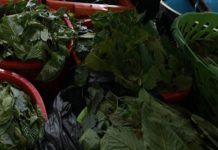 Ketum Berkesan Sebagai Ubat Tahan Sakit