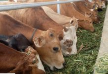 Lelaki Ditahan Cuba Seludup 15 Ekor Lembu Di Sungai Golok
