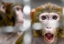 சீன ஆய்வில் குரங்குகள்