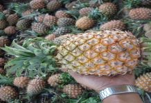 KPF sasar eksport nanas MD2 ke pasaran Eropah