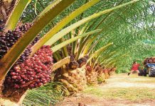 Malaysia saman EU: Kempen antiminyak sawit