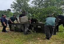 Perhilitan pasang perangkap tangkap harimau kumbang