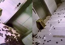 Lupa Nak Ambil Pesanan, Udang Karang ‘Menakluk’ Ruangan Pejabat