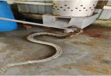 Ular sawa bawah mesin proses ayam