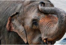 மூன்று மாதங்களில் 13 யானைகள் பலி