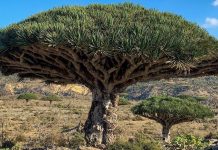 Yaman desak UNESCO untuk hentikan pemusnahan UAE-Saudi di kepulauan Socotra