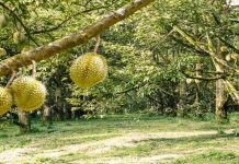 MUSANG KING MENANGIS DI RAUB