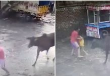 Lembu Mengamuk Serang Dan Cuba Pijak Kanak-Kanak