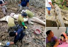 Mayat budak lelaki, 14, ditemui di dalam buaya