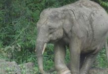 காரை தாக்கிய யானை: 5 பேர் உயிர் தப்பினர்