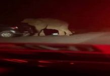 Gajah mengamuk pijak kereta