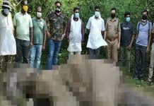 ஆனைகட்டி அருகே பெண் யானை பலி