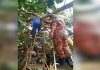 Lelaki maut tersepit di celahan pokok
