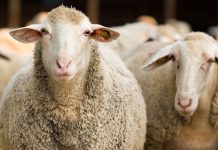 21 செம்மறி ஆடுகள் உயிரிழப்பா?