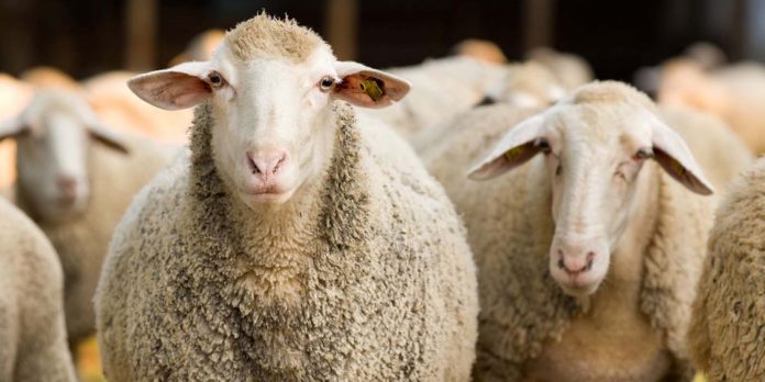 sheep