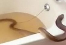 Jumpa Ular Tedung Dalam Tab Mandi, Semua Angkara Sang Suami!