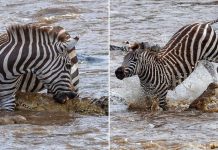 Zebra menggigit buaya dan entah bagaimana menang