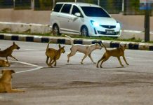 Kumpulan Anjing Liar Berkeliaran Resahkan Penduduk Di Melaka