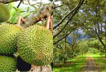 Cara Mudah Memilih Durian di Gerai Durian