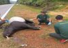 Tapir betina ditemui mati dilanggar kenderaan