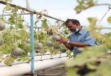 Kebun tembikai kuasa solar