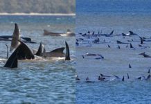 Ratusan Ikan Paus Dilapor Tersangkut Berdekatan Pantai Tasmania, Kira-Kira 25 Ekor Dipercayai Telah Mati