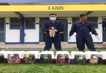 Cubaan seludup anjing baka dalam lori buah gagal