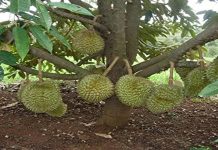 Pengeluaran durian negara cecah 443,000 tan metrik menjelang 2030