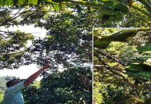 Pisang sematu melekat seperti kembar