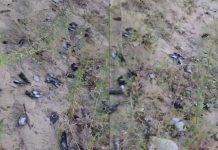 Ratusan Burung Mati ‘Bergelimpangan’ Dari Langit Cetus ‘Misteri’