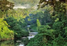 Pastikan 50 peratus keluasan negara dilitupi hutan