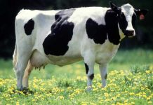 மாடுகளுக்கு பரவும் நோய் – ஆஸ்திரேலியாவிலிருந்து இறக்குமதிக்குத் தடை விதித்து மலேசியா