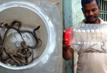 வீட்டில் இருந்த 12 பாம்புகுட்டிகள் பிடிப்பட்டன