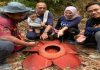 Raflesia mekar di Tanah Tinggi Lojing