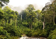Restorasi landskap hutan