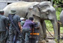 ‘Awang Uban’ berjaya dijinakkan PERHILITAN