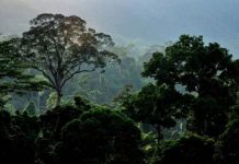 Sarawak sedia kaji semula dasar industri pembalakan demi rakyat