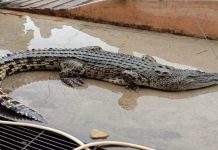 Buaya tembaga cuba sambar kaki pemancing ditangkap