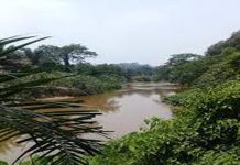 Pencemaran sungai: Pengarah syarikat, anak direman tujuh hari