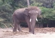 Penduduk Kampung Teladas bimbang ancaman gajah liar