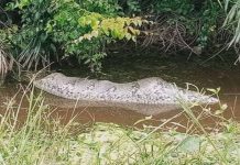 Ular sawa telan babi hutan