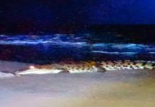 Buaya dari Kuala Besut muncul di Pantai Bisikan Bayu