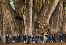 உலகின் மிகப்பெரிய பரப்பளவை கொண்ட மரம்